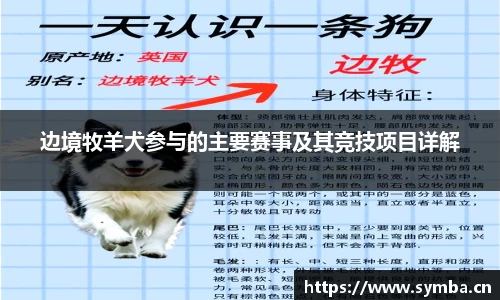 边境牧羊犬参与的主要赛事及其竞技项目详解